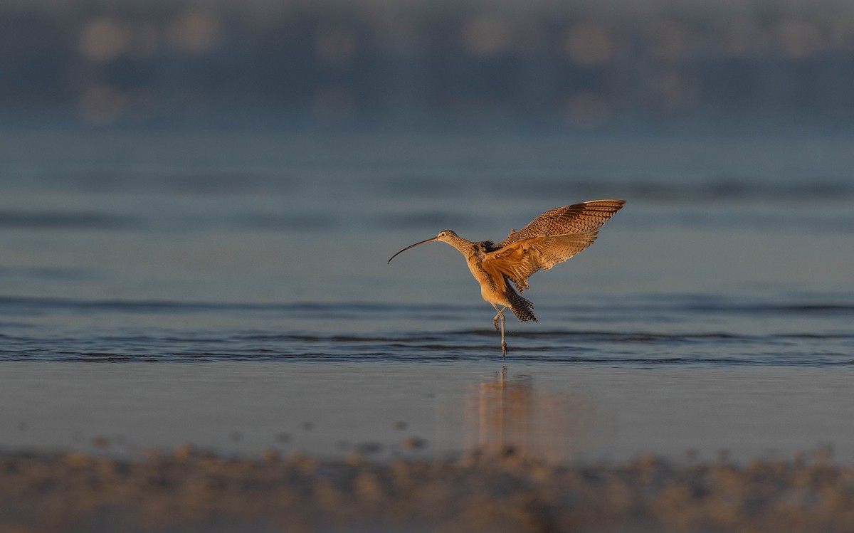 アメリカダイシャクシギ - ML648692963