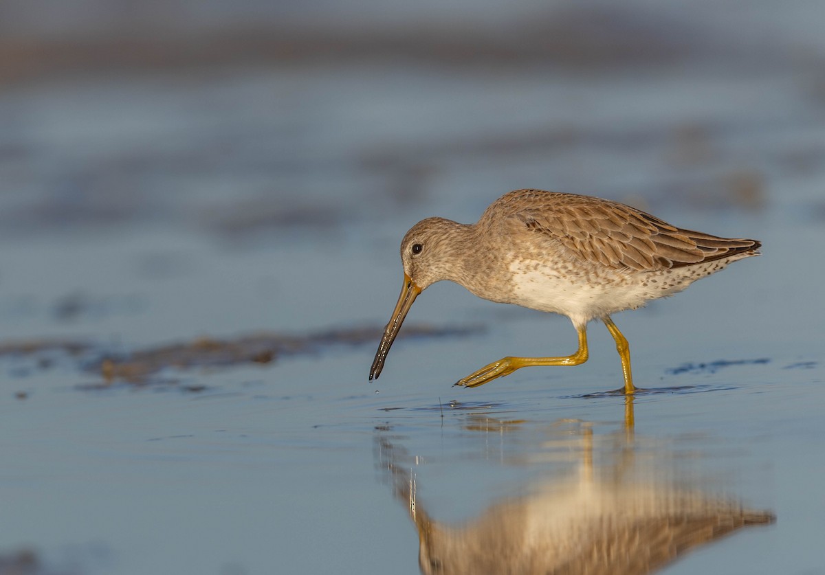 アメリカオオハシシギ - ML648692998