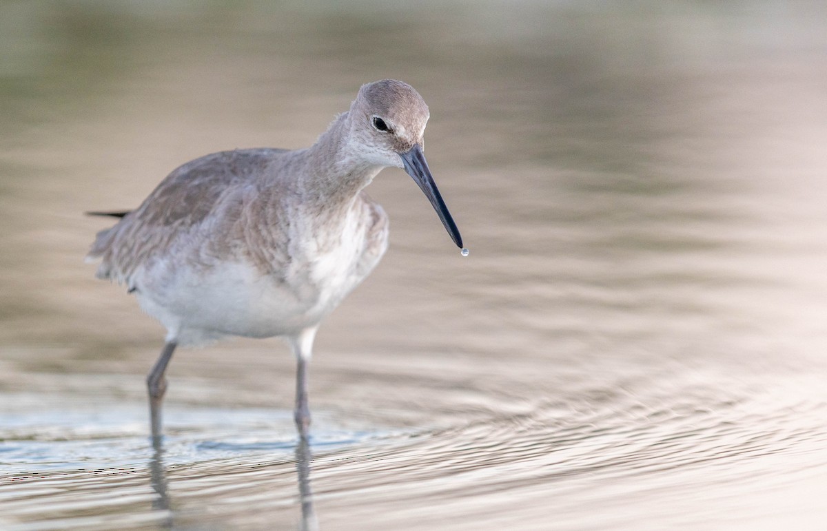 ハジロオオシギ - ML648693002