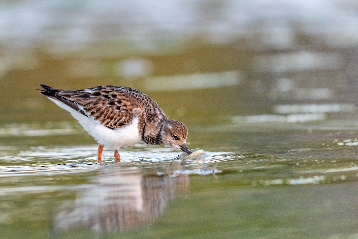 キョウジョシギ - ML648693009