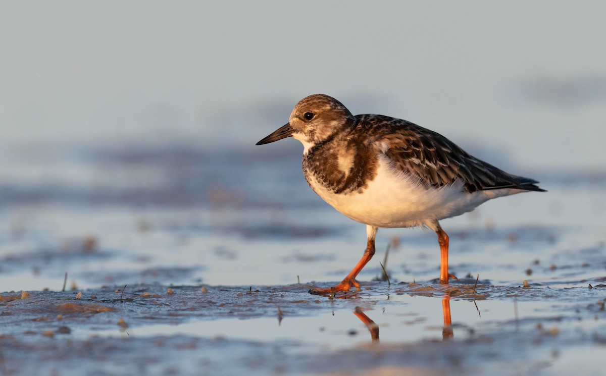 キョウジョシギ - ML648693021