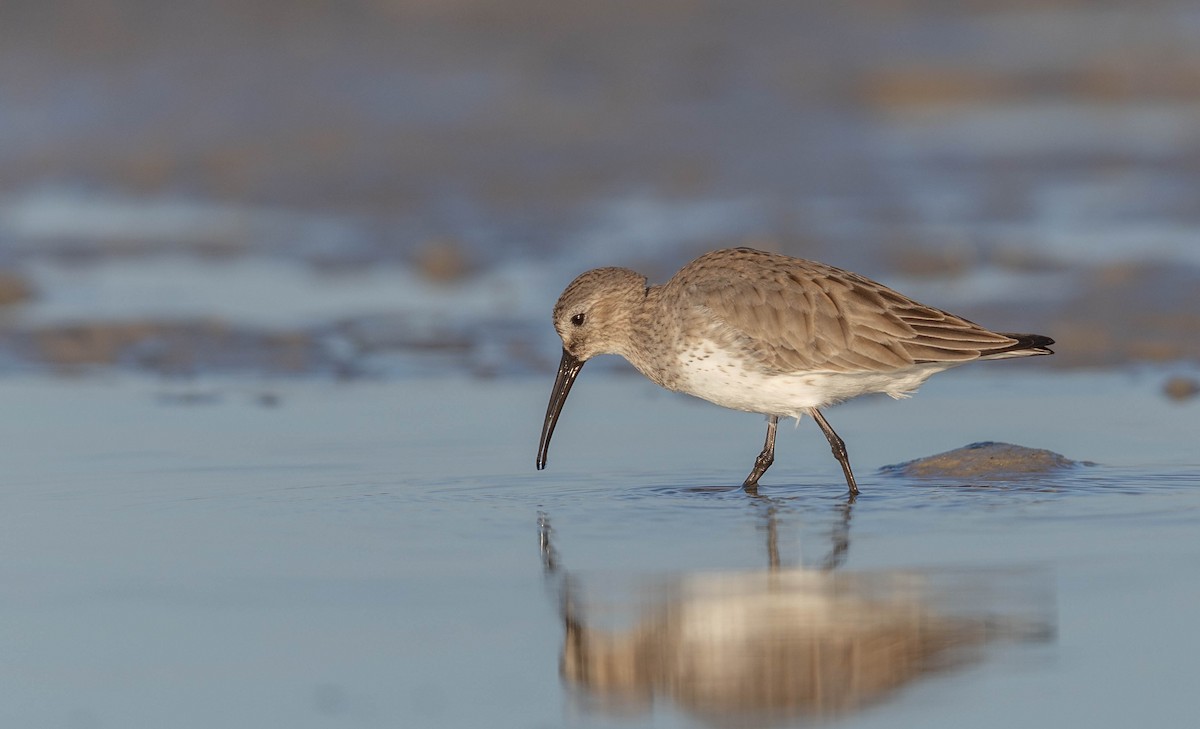 ハマシギ - ML648693076