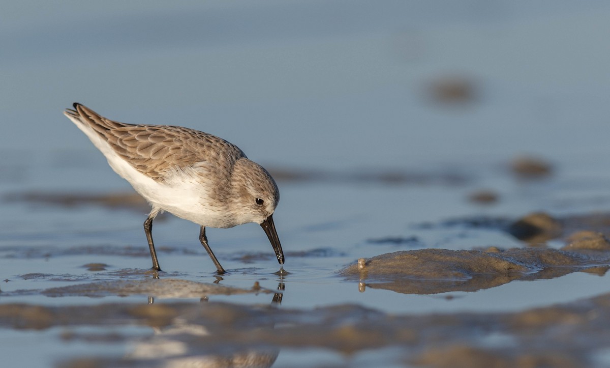 ヒメハマシギ - ML648693121