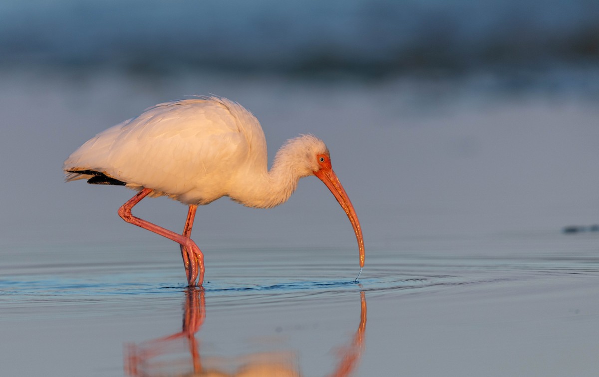 シロトキ - ML648693128