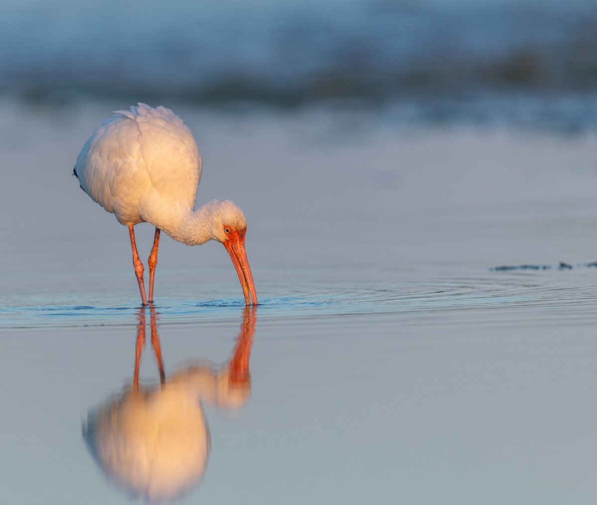 シロトキ - ML648693134