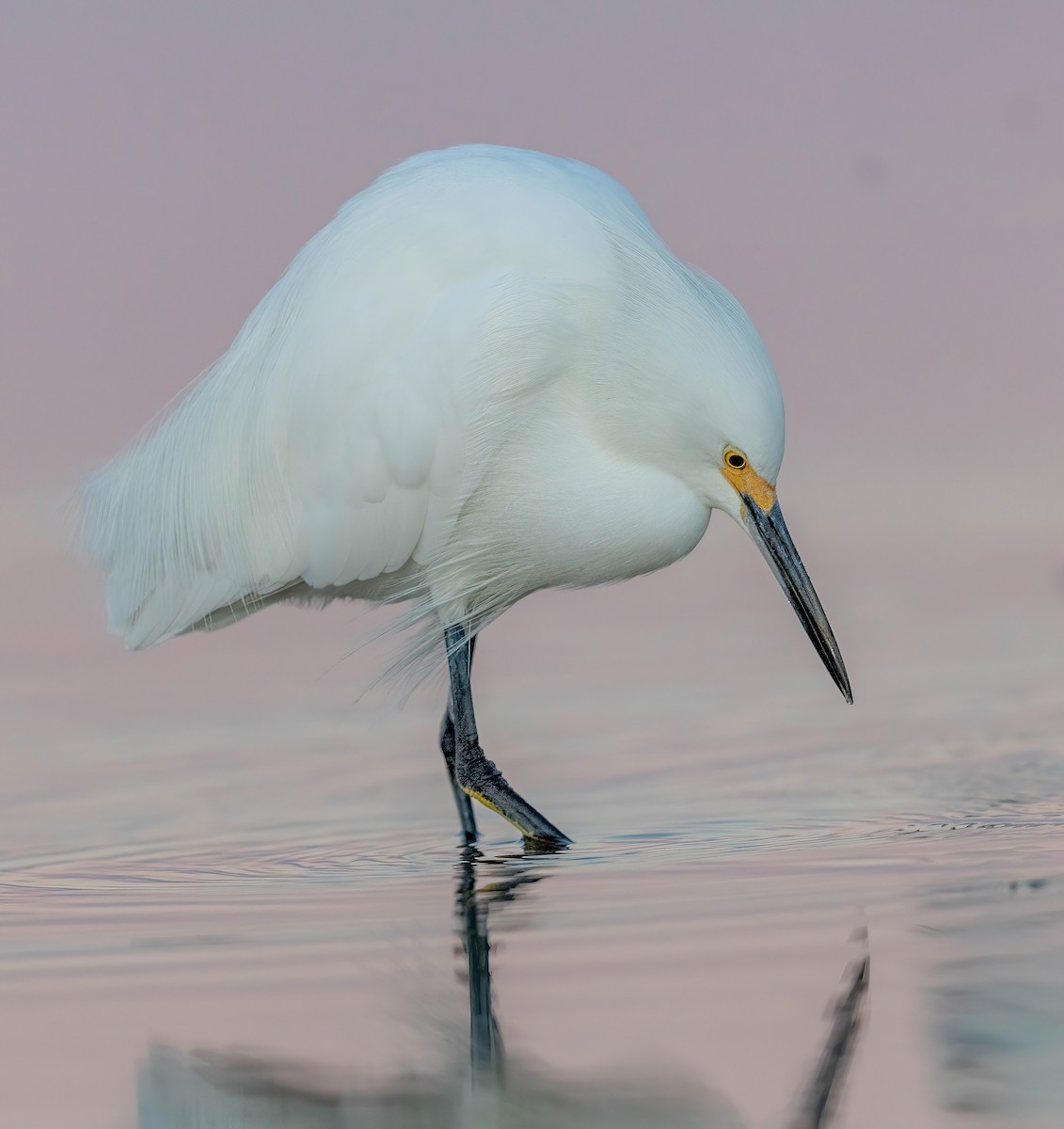 ユキコサギ - ML648693144