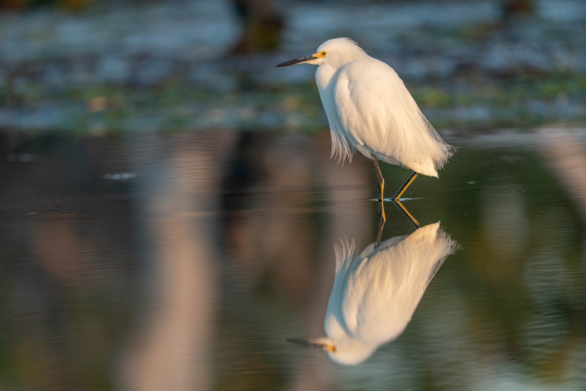 ユキコサギ - ML648693149