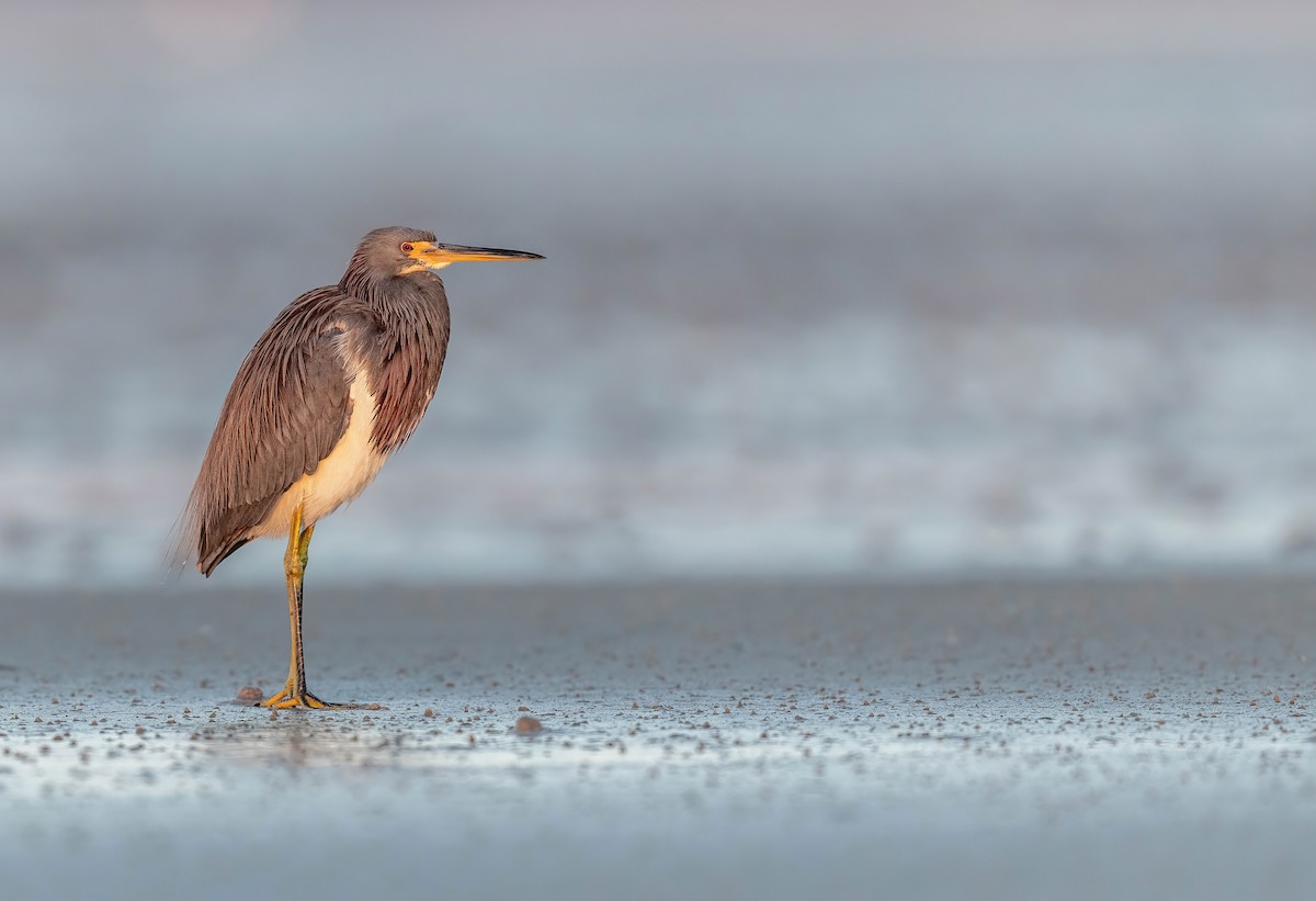 サンショクサギ - ML648693185