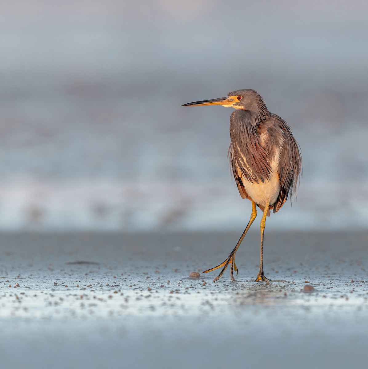 サンショクサギ - ML648693188