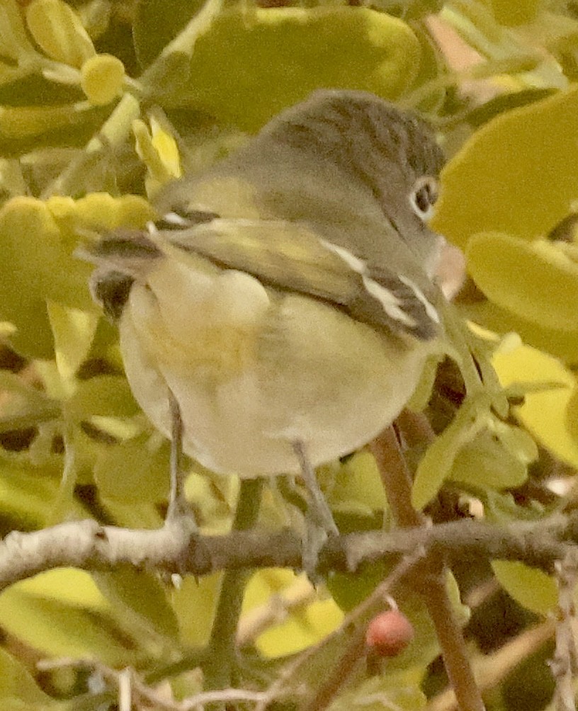 Cassin's Vireo - ML648693345