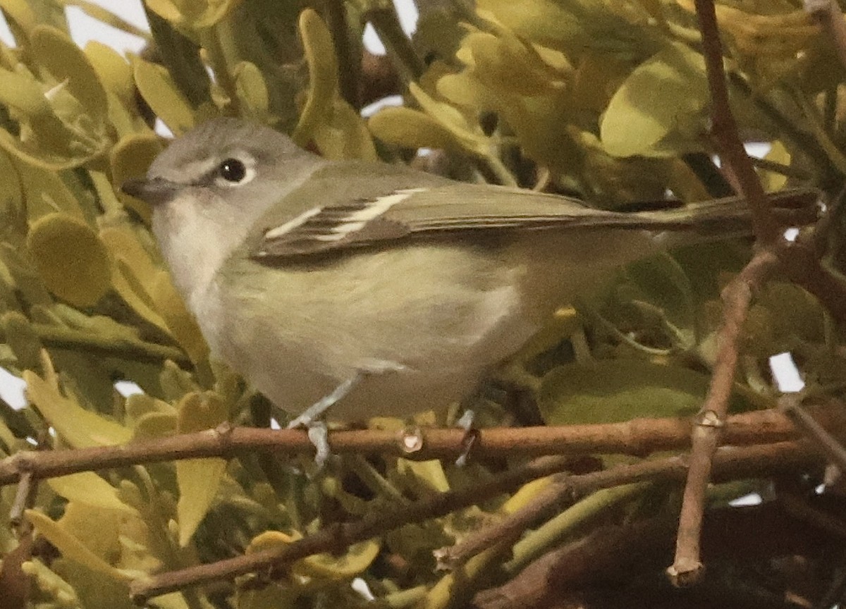 Cassin's Vireo - ML648693346