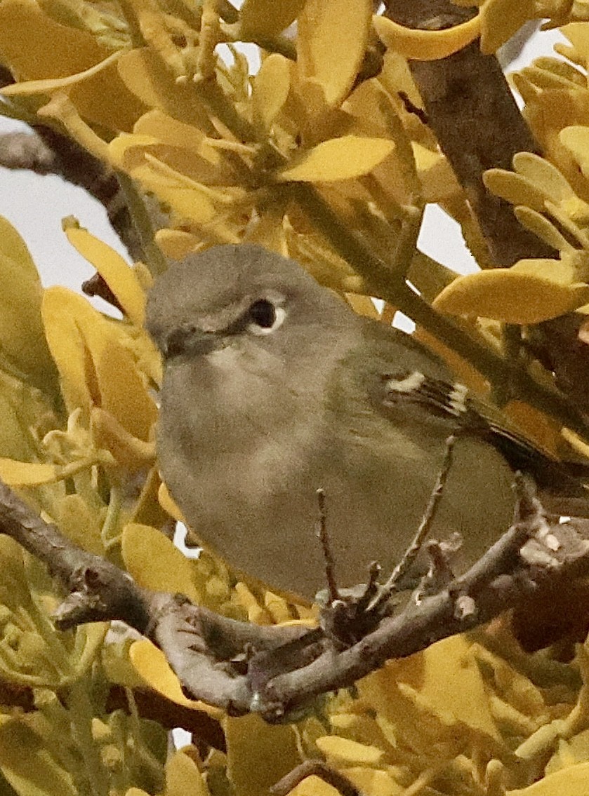 Cassin's Vireo - ML648693347