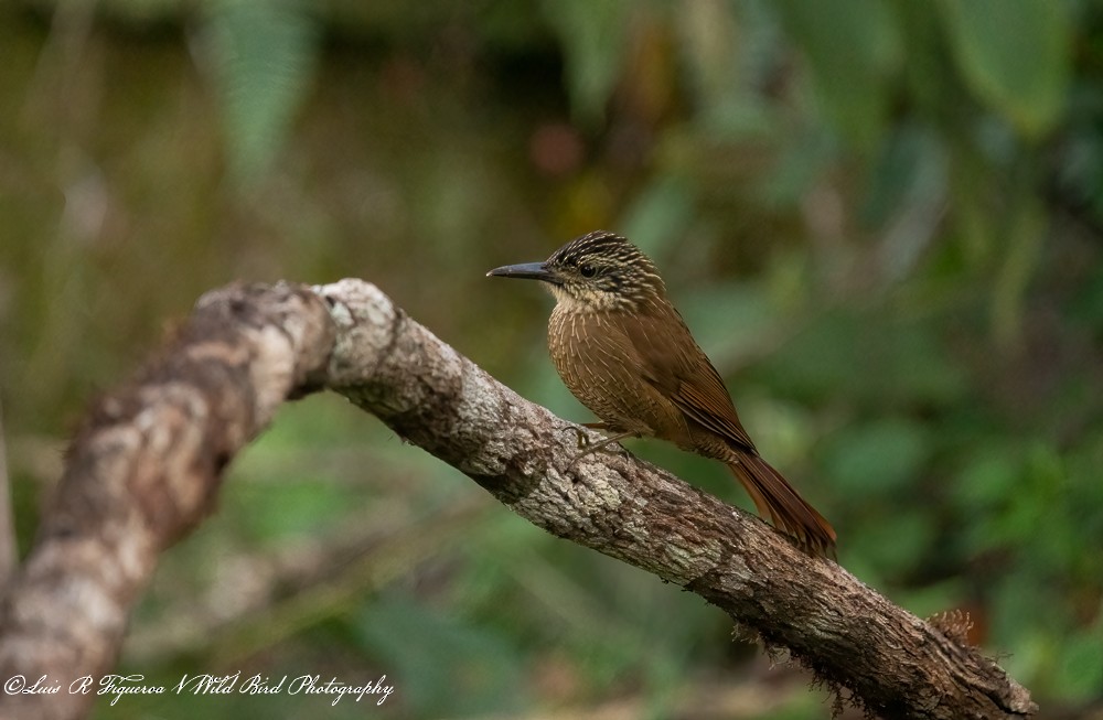 Grimpar des plateaux - ML648693399