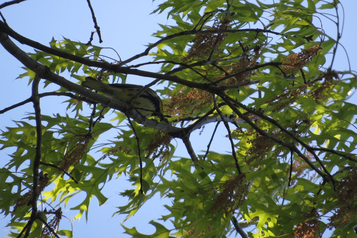 Grünmantel-Waldsänger - ML64869341