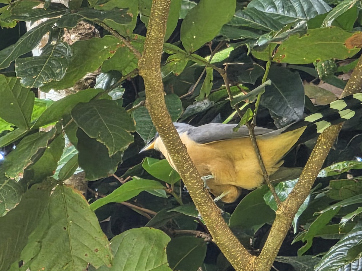 Mangrove Cuckoo - ML648693554