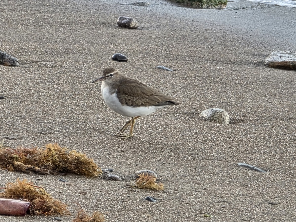 Piro piro macchiato - ML648693639