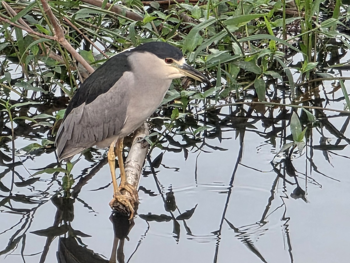 Nitticora - ML648693669