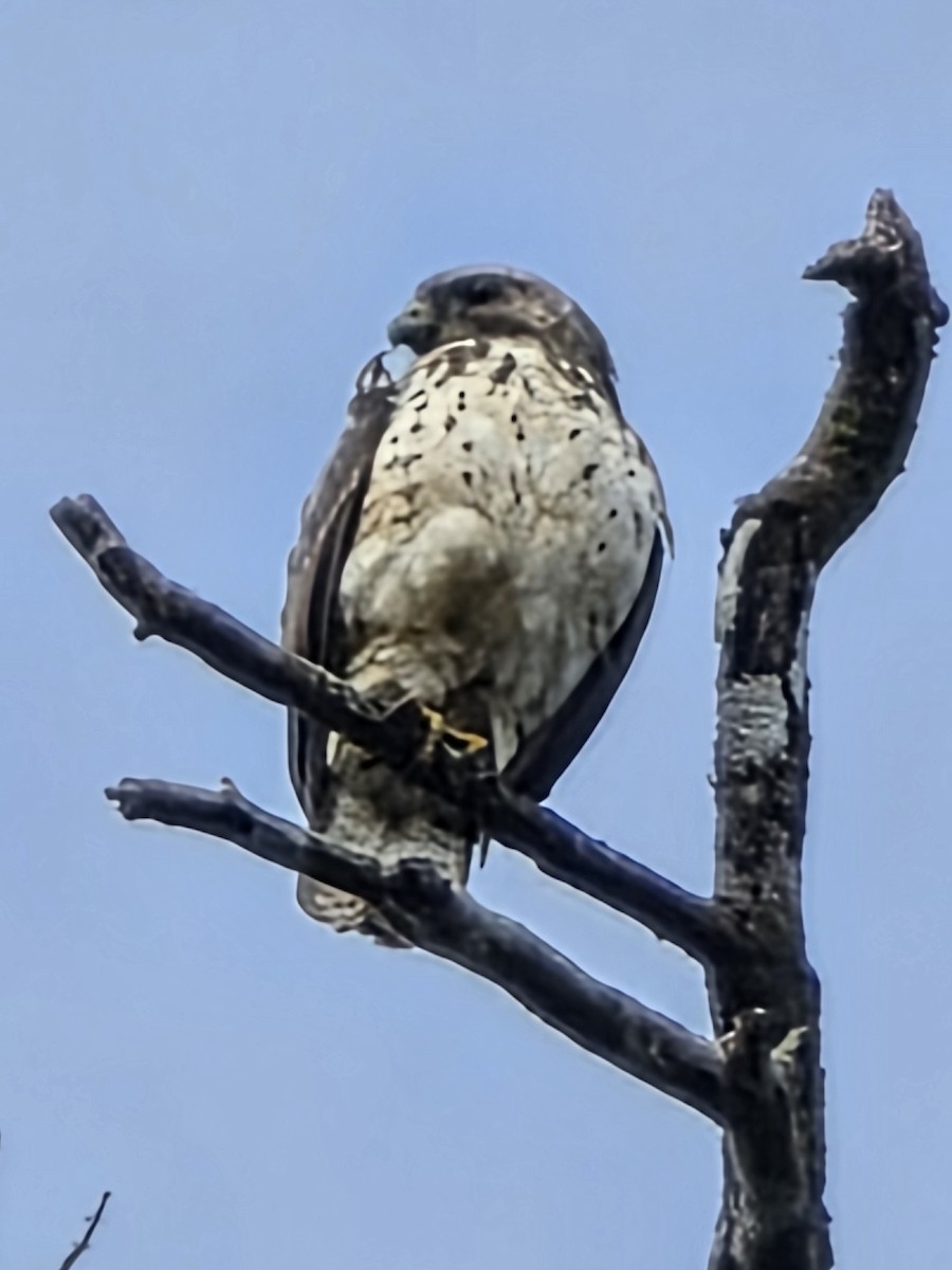 Broad-winged Hawk - ML648693679