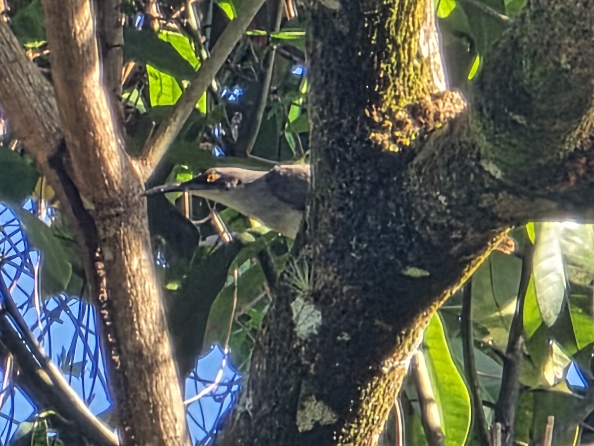 Gray Trembler - ML648693728