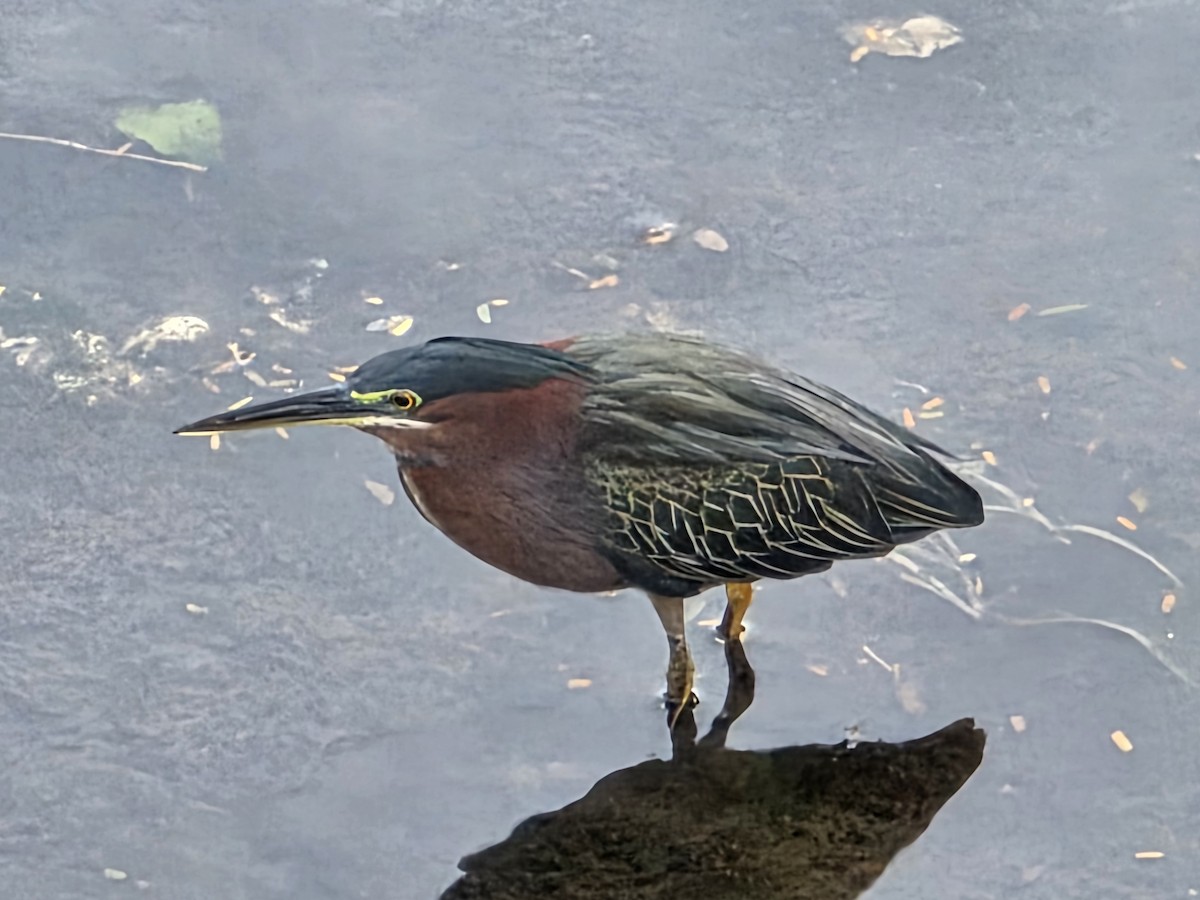 Airone verde - ML648693850