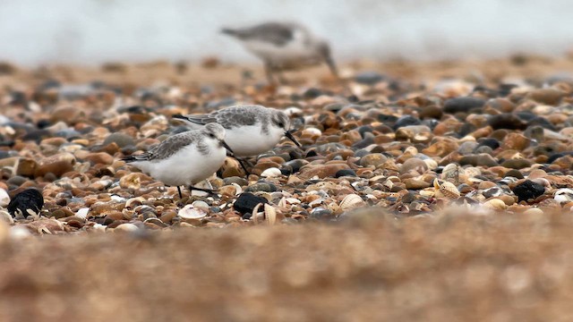 חופית לבנה - ML648693925
