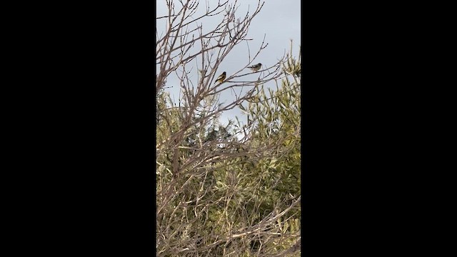 Evening Grosbeak - ML648694349