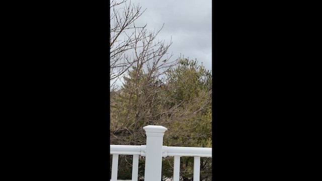 Evening Grosbeak - ML648694351