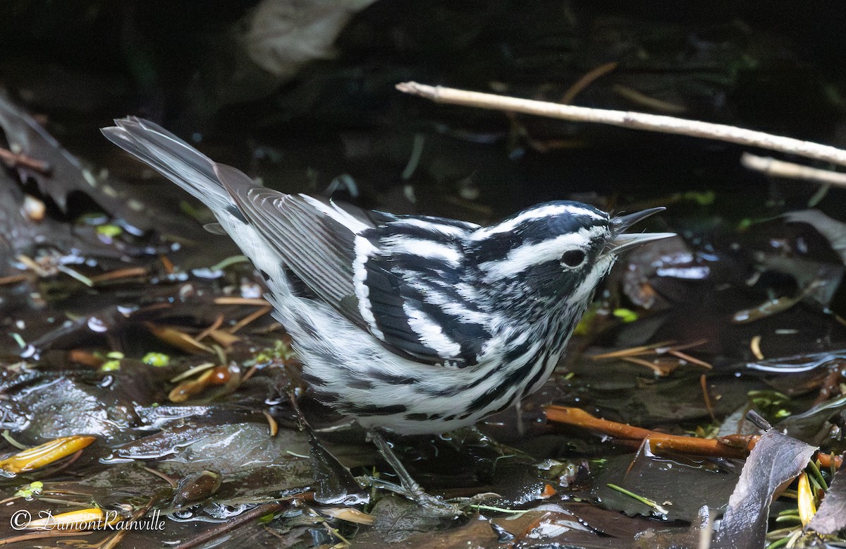 Tırmaşık Ötleğeni - ML648694506