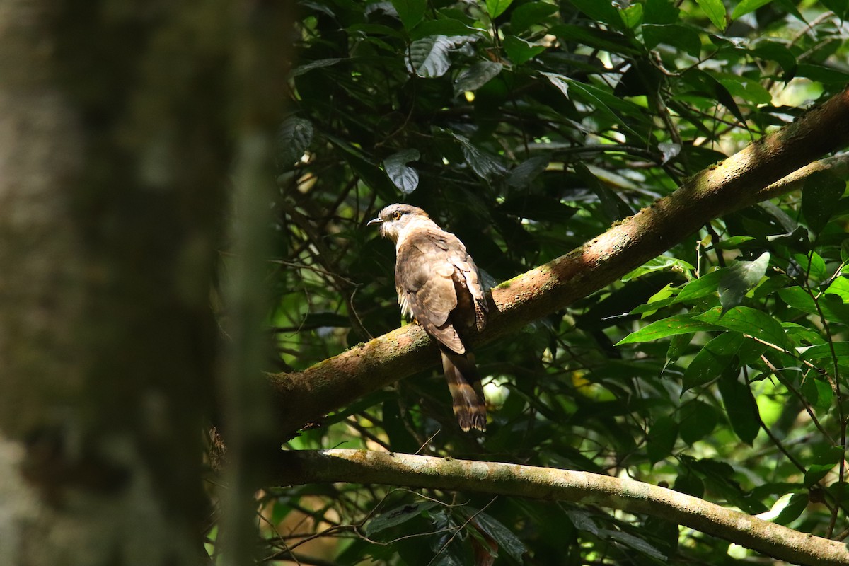 Large Hawk-Cuckoo - ML648694845