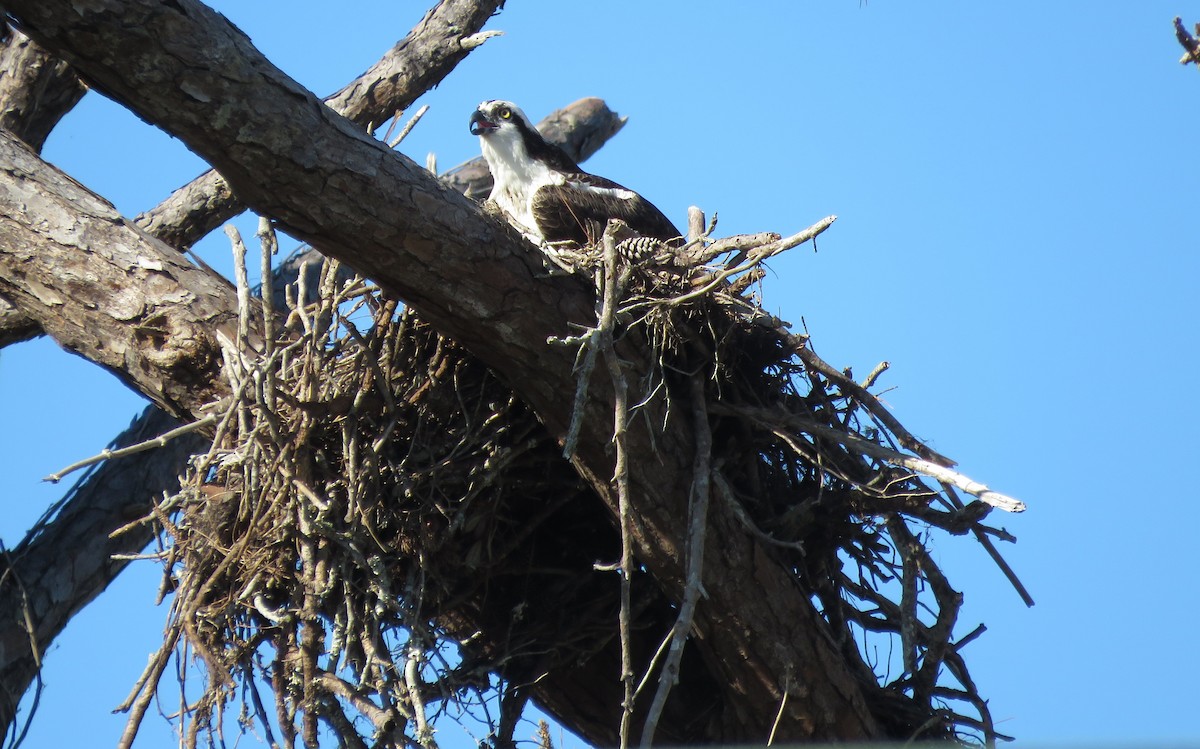 Osprey - ML648694947