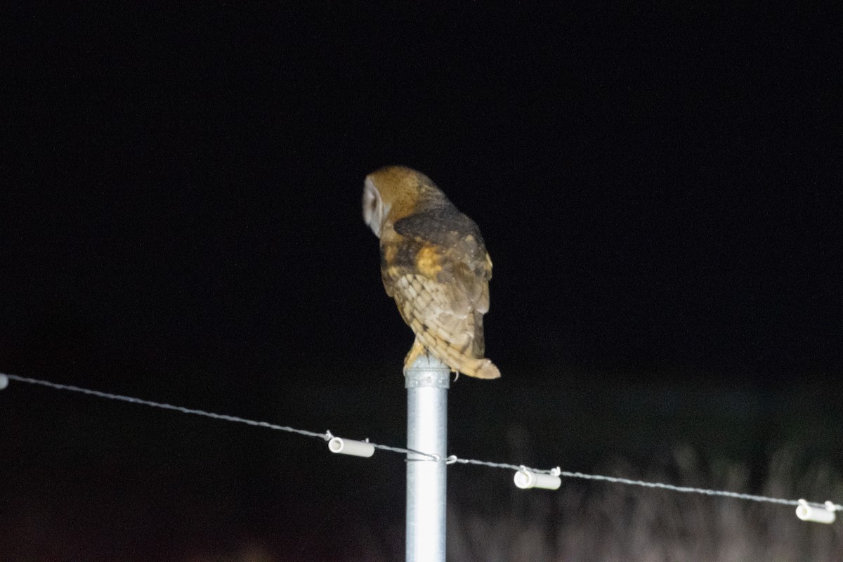 American Barn Owl - ML648694972