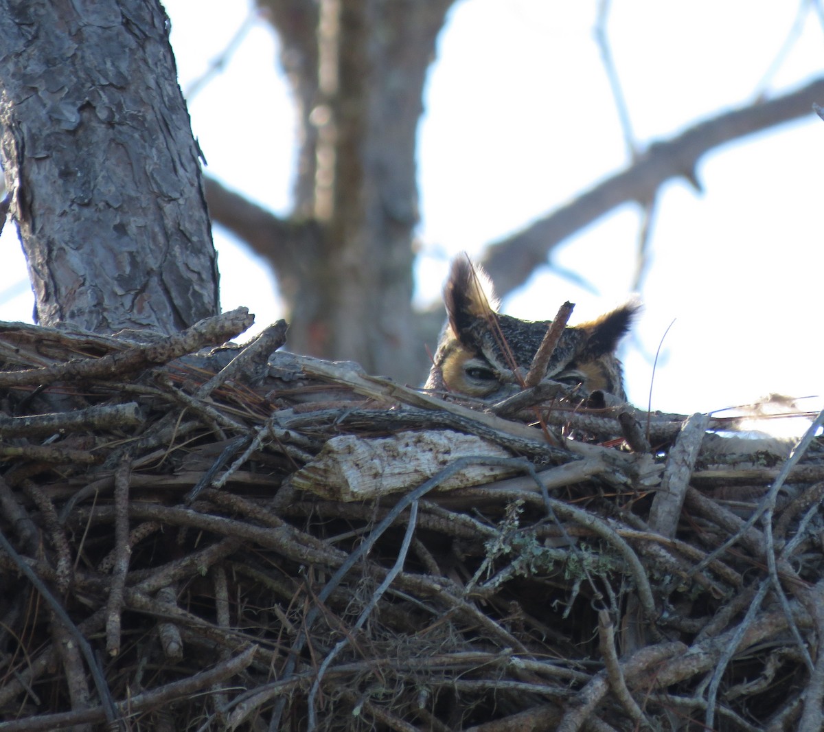 Great Horned Owl - ML648694976