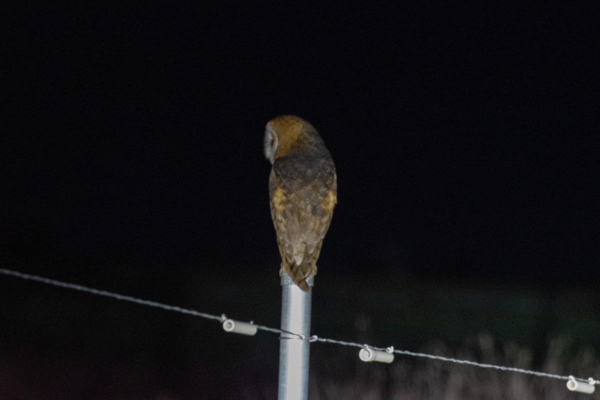 American Barn Owl - ML648695037