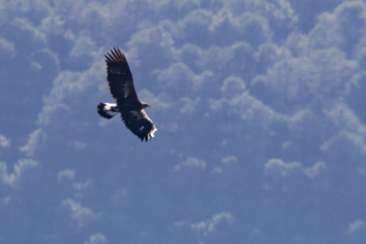 Беркут - ML648695103