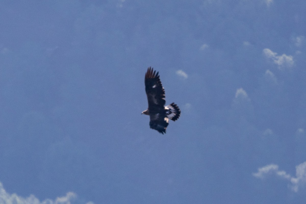 Беркут - ML648695104