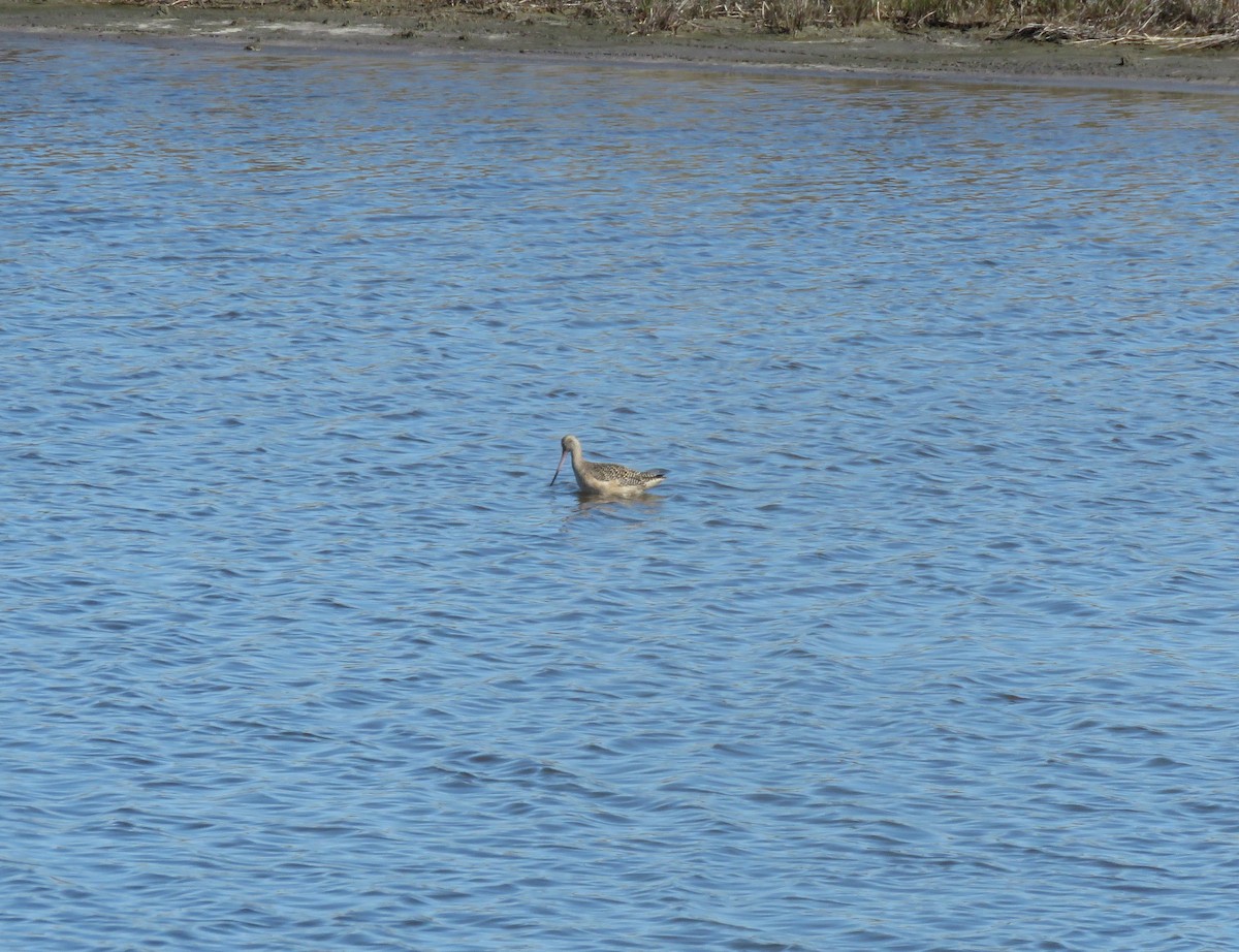 Marbled Godwit - ML648695120
