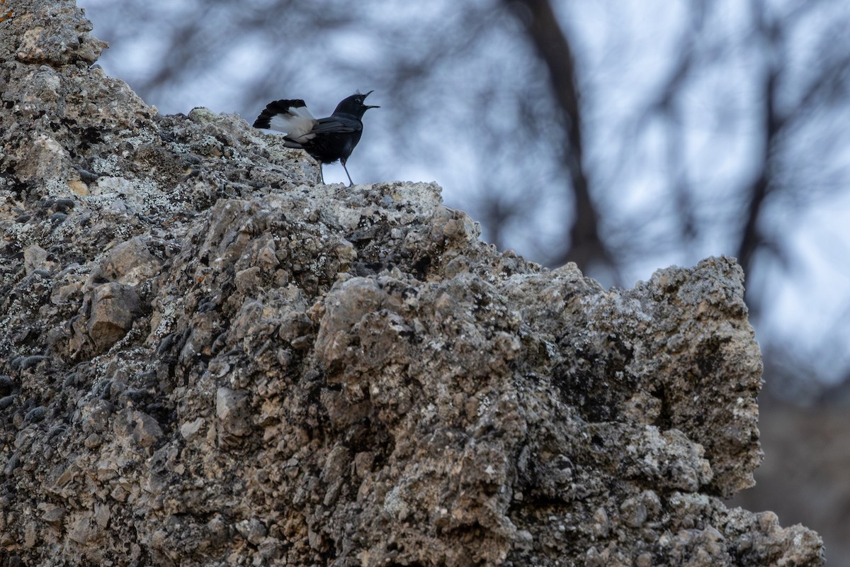 Белохвостая каменка - ML648695121