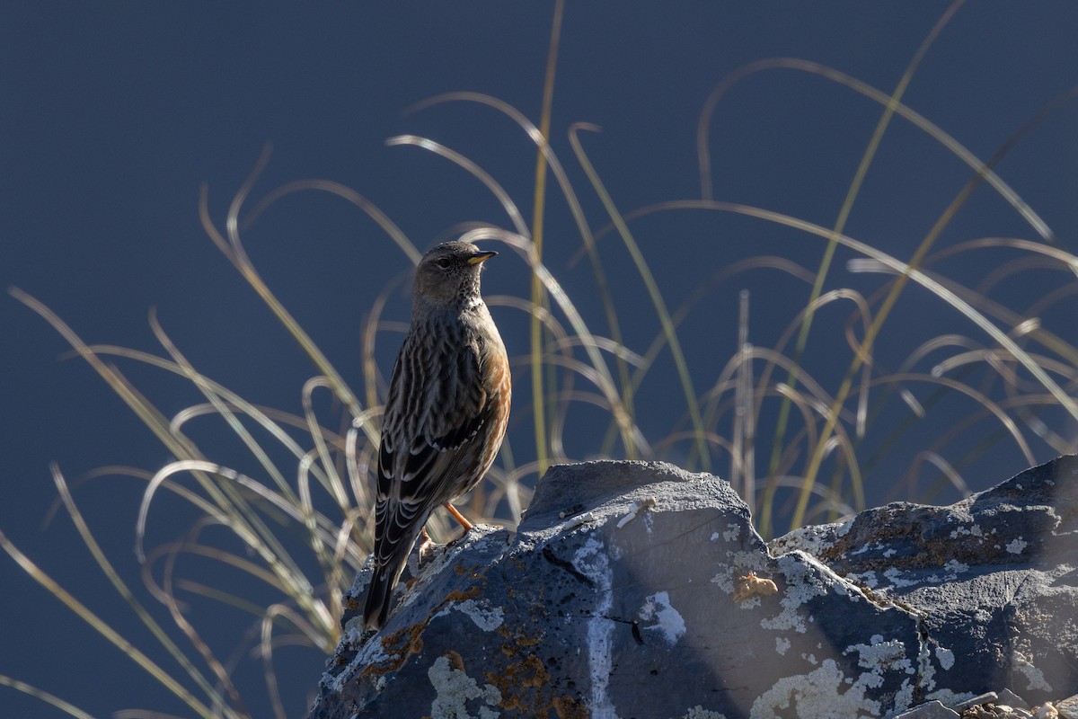 Альпийская завирушка - ML648695138