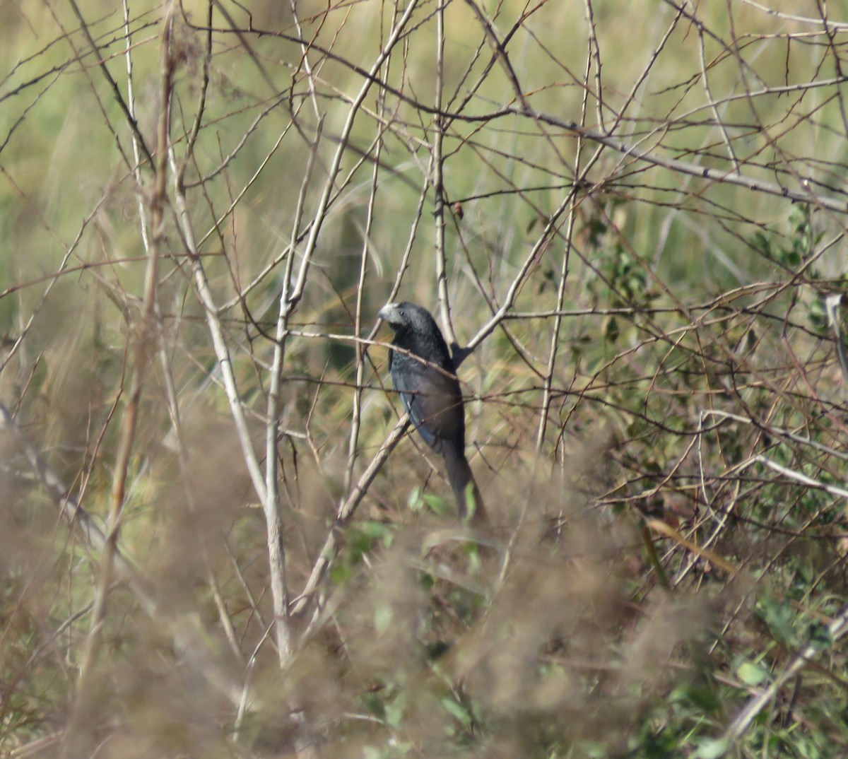 Groove-billed Ani - ML648695198