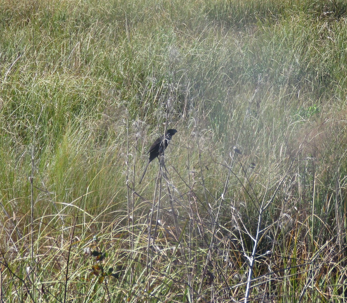 Groove-billed Ani - ML648695225