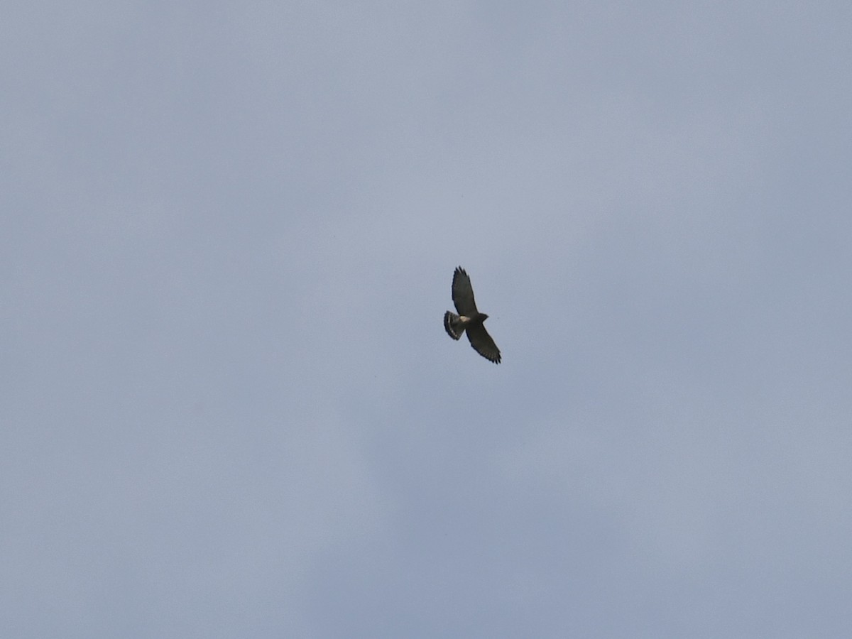 Geniş Kanatlı Şahin - ML648695256