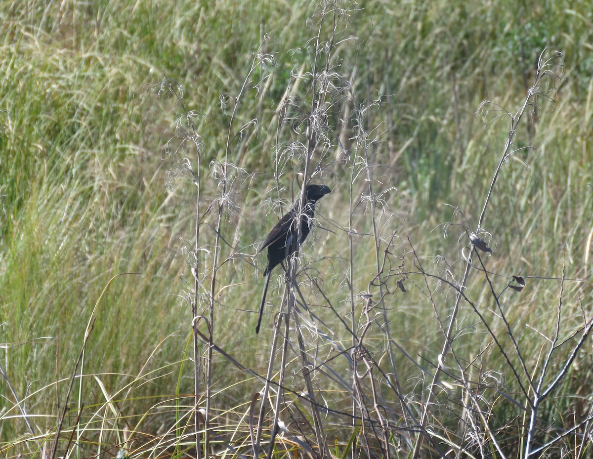 Groove-billed Ani - ML648695260