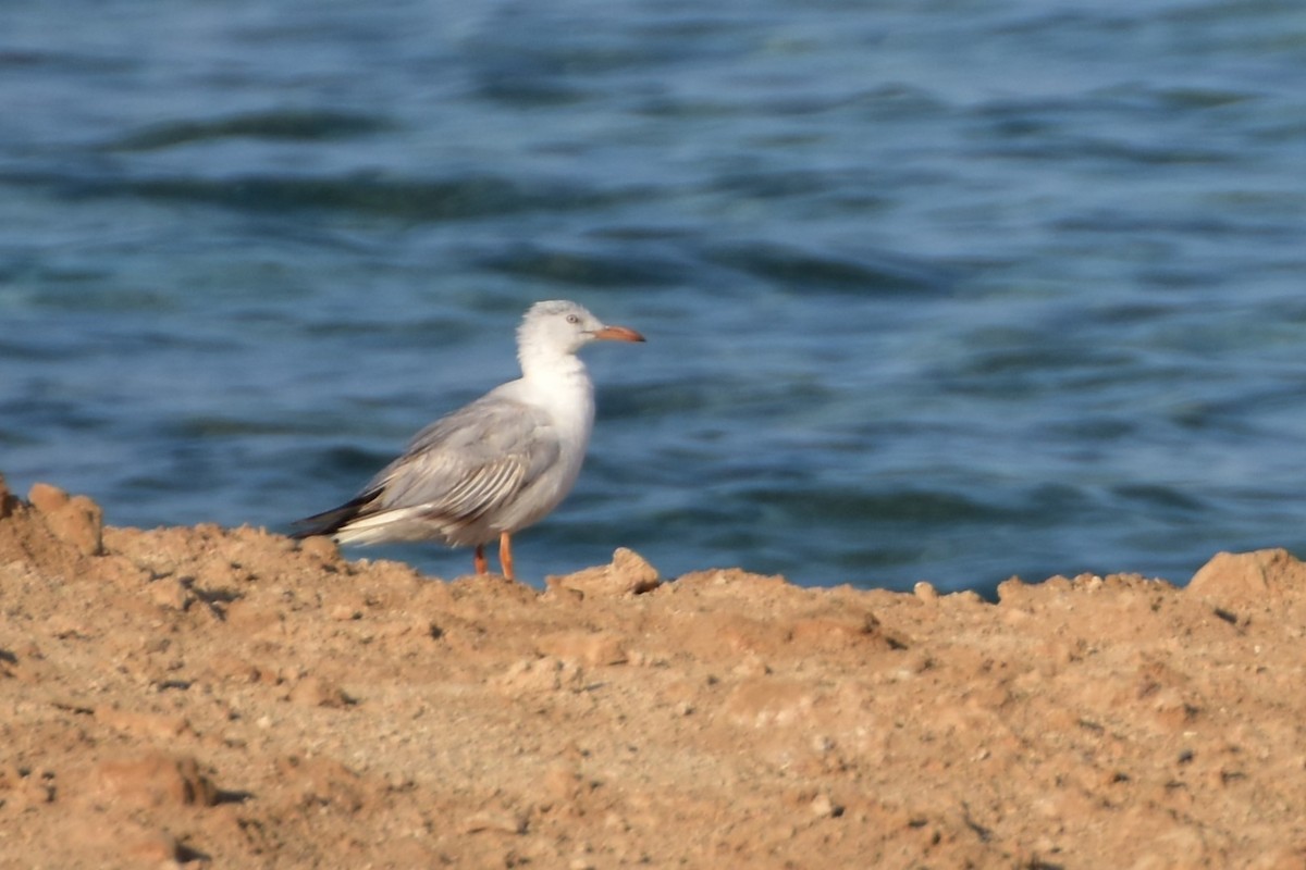 Dünnschnabelmöwe - ML648695296