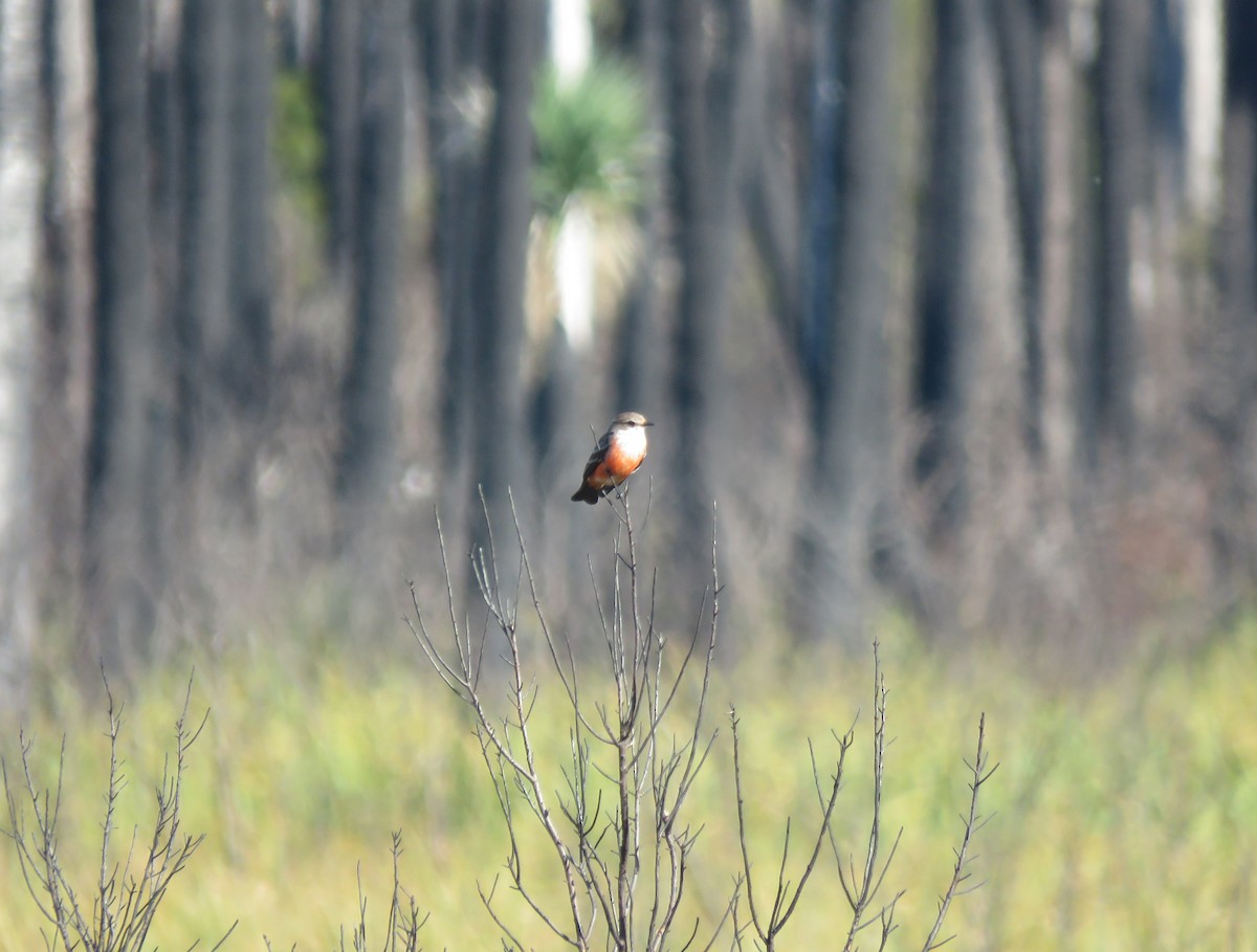 Vermilion Flycatcher - ML648695413
