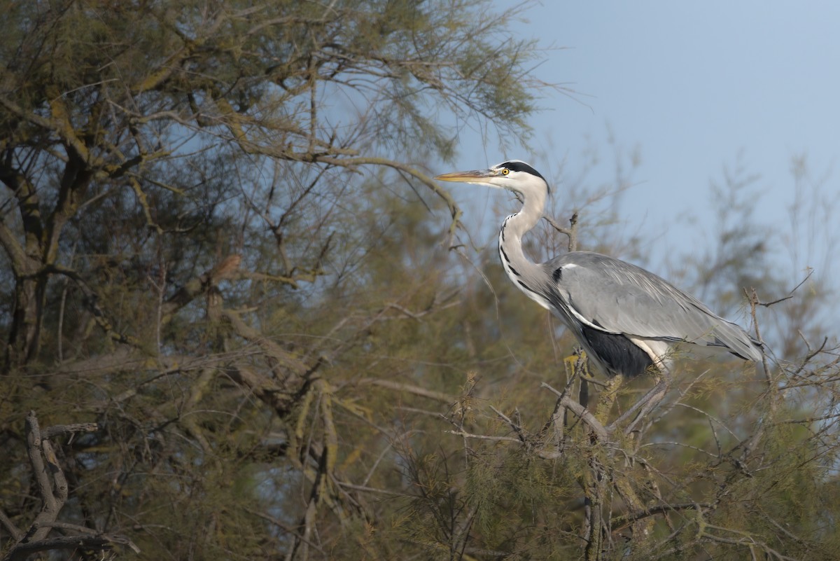 Gri Balıkçıl - ML648695518