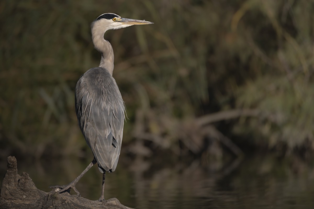 Gray Heron - ML648695521