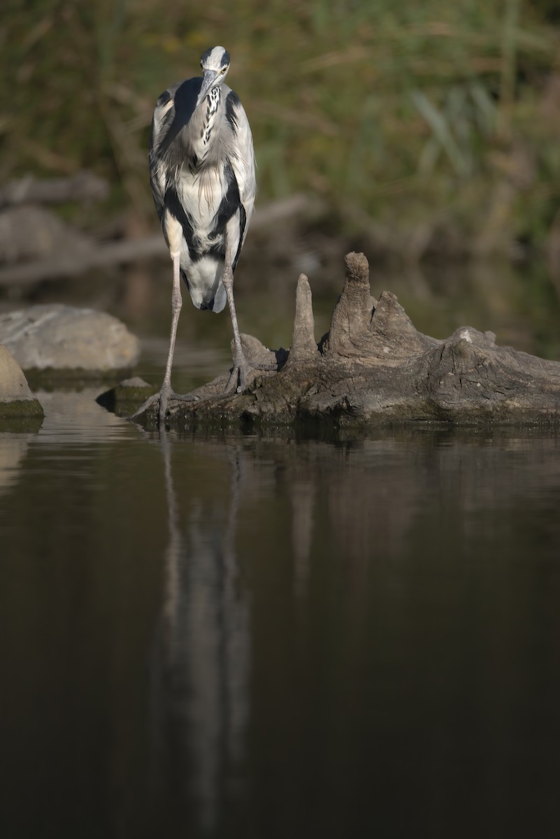 Gray Heron - ML648695522