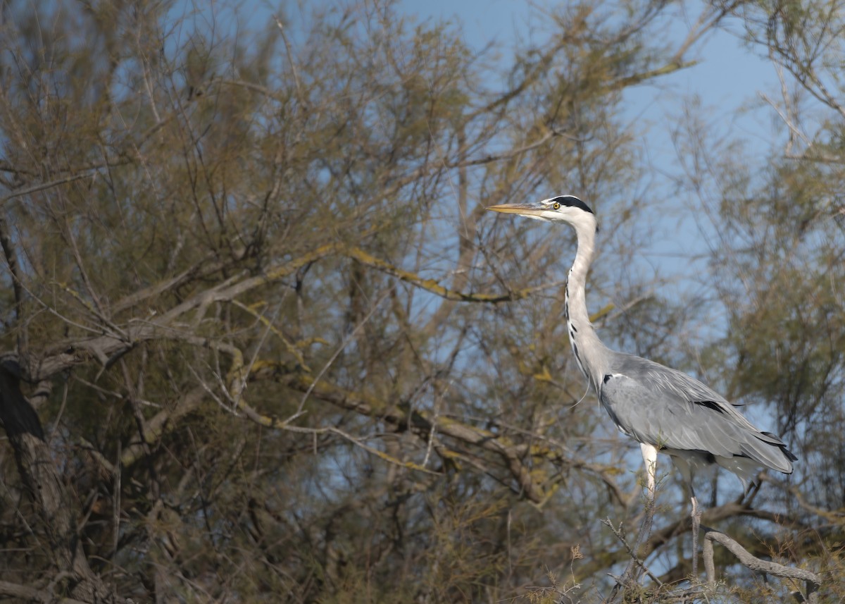 Gray Heron - ML648695525