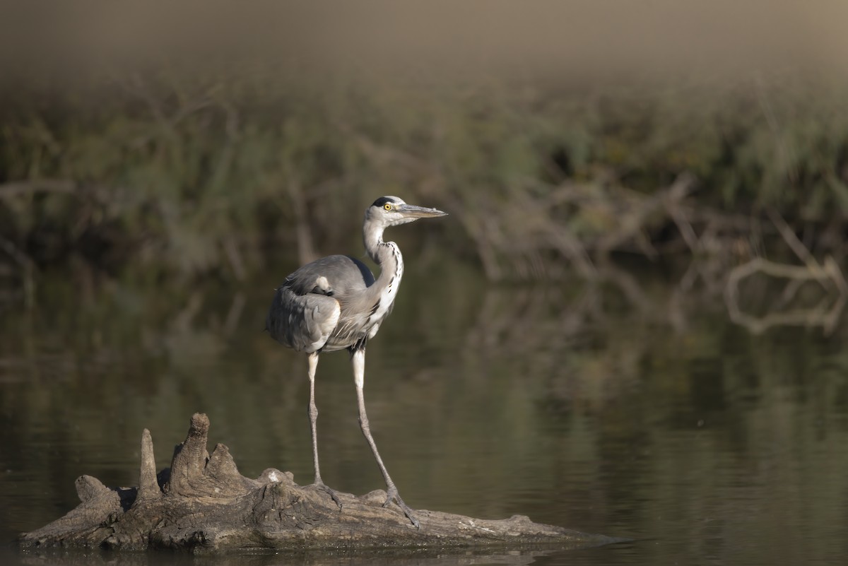 Gray Heron - ML648695526