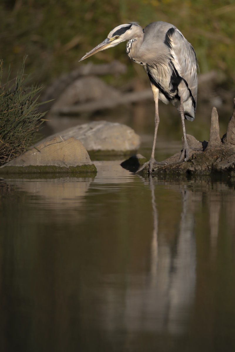 Gray Heron - ML648695527